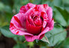 Love And Peace rose photo