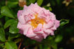 Muriel rose photo