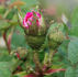 Barbara Oliva rose photo