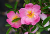 92-06-02 rose photo