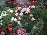 Elmhurst rose photo