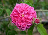Crested Damask rose photo