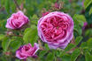 Crested Damask rose photo