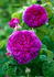 Ellen Tofflemire rose photo