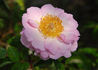 Muriel rose photo