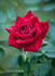 Sealed With A Loving Kiss rose photo