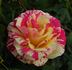Crimson Flame rose photo