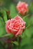 Baby Darling rose photo