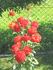 Freude ® rose photo