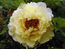Alhambra peony photo