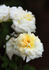 Jackie ™ rose photo