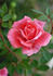 Jessica Rose rose photo