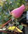 Madame Léon Guinotte rose photo