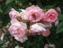 Bess Lovett rose photo