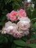 Bess Lovett rose photo