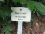 Bess Lovett rose photo