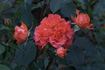 Farandole ® rose photo