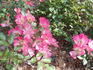 Pink Drift ® rose photo