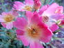 Pink Drift ® rose photo
