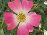 Pink Drift ® rose photo