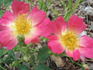 Pink Drift ® rose photo