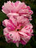 Mécène rose photo