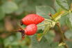 Gruss an Rengsdorf rose photo