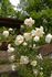 Johannisröschen rose photo