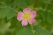 PIRO 3 rose photo