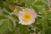 <i>Rosa pseudoscabriuscula</i> (R. Keller) Henker rose photo