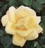 Parador rose photo