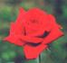 Wee Jock rose photo