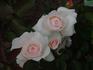 Dame Prudence rose photo