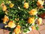 Golden Beryl rose photo