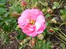Anadia ® rose photo