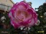 Thriller rose photo