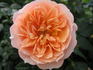 Brent Alexander rose photo