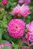 81-02-01 rose photo