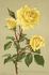 Madame Chédane-Guinoisseau rose photo