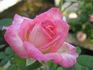 Rising Star ™ rose photo