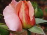 Peach Melba rose photo