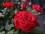 Bari™ Love Forever® rose photo