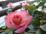 Oslo rose photo