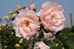 Lucetta rose photo