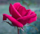 Acey Deucy ™ rose photo