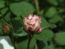 L'Enchanteresse rose photo