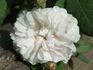 L'Enchanteresse rose photo