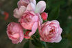 Arndt rose photo