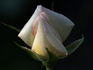 Anna Marie ™ rose photo