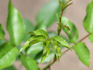 Caledonia™ rose photo